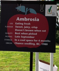 Ambrosia facts