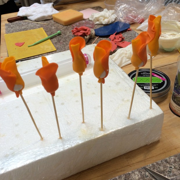 The beginning of my roses...