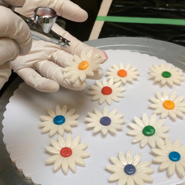 Our rainbow daisies.